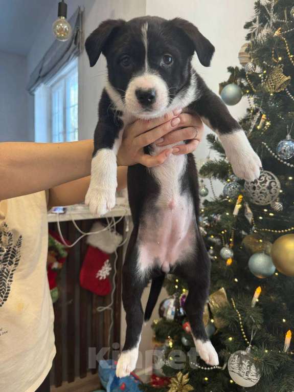 Собаки в других городах Московской области: Кити Девочка, Бесплатно - фото 2