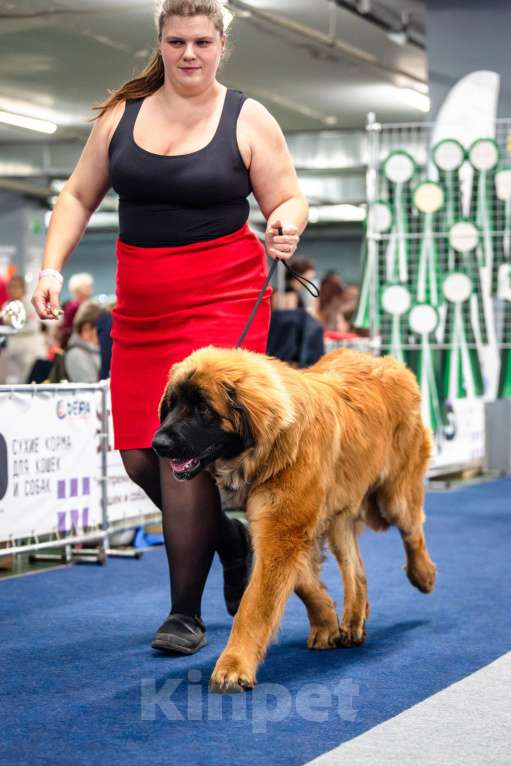 Собаки в других городах Московской области: Ария Прайд Елизар Мальчик, 160 000 руб. - фото 5