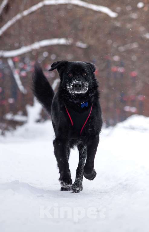 Собаки в других городах Московской области: Спокойный мишка Мальчик, Бесплатно - фото 4