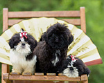 Собаки в Санкт-Петербурге: Ши-тцу щенки Девочки в черно-белом и черном  oкpасе. (взрoслый вeс 5,5-6 кг)  ️Готовы к переезду!    Девочка, 35 000 руб. - фото 3