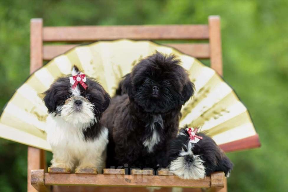 Собаки в Санкт-Петербурге: Ши-тцу щенки Девочки в черно-белом и черном  oкpасе. (взрoслый вeс 5,5-6 кг)  ️Готовы к переезду!    Девочка, 35 000 руб. - фото 3