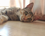 Кошки в Москве: Тетрис элегантная нежная кошечка Девочка, 1 руб. - фото 5