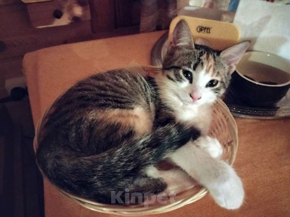 Кошки в Санкт-Петербурге: Беатрис котенок девочка Девочка, 500 руб. - фото 4