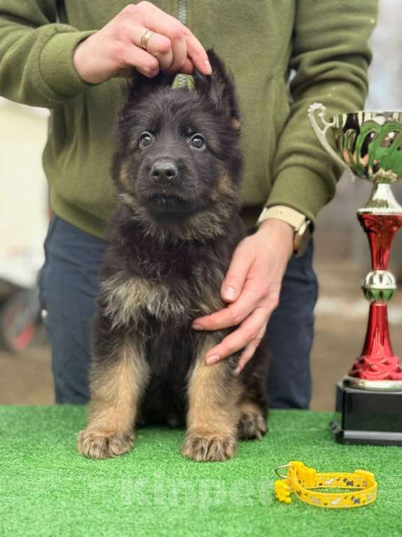 Собаки в Кургане: Щенок немецкой овчарки длинношерстной Мальчик, 50 000 руб. - фото 1