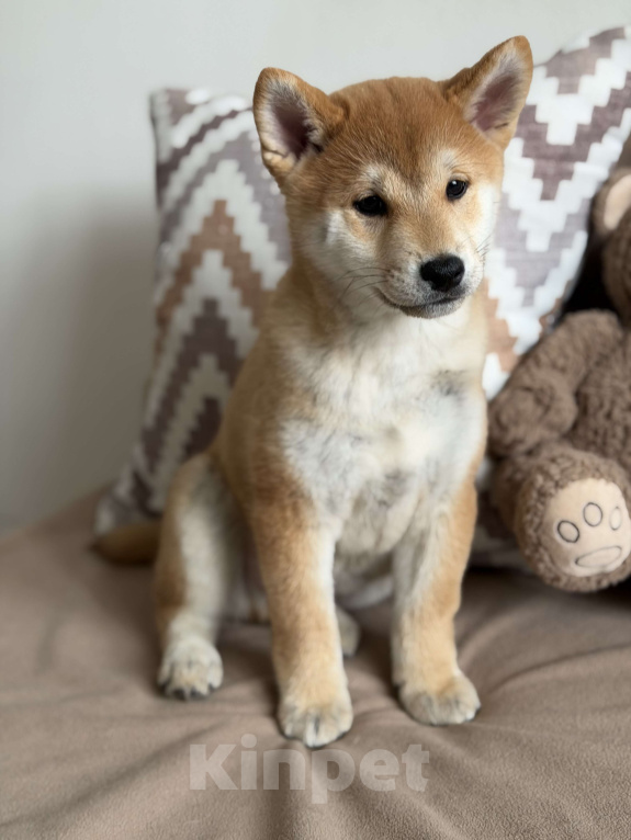 Собаки в Севастополе: Сиба-ину щенок мальчик Мальчик, 60 000 руб. - фото 3