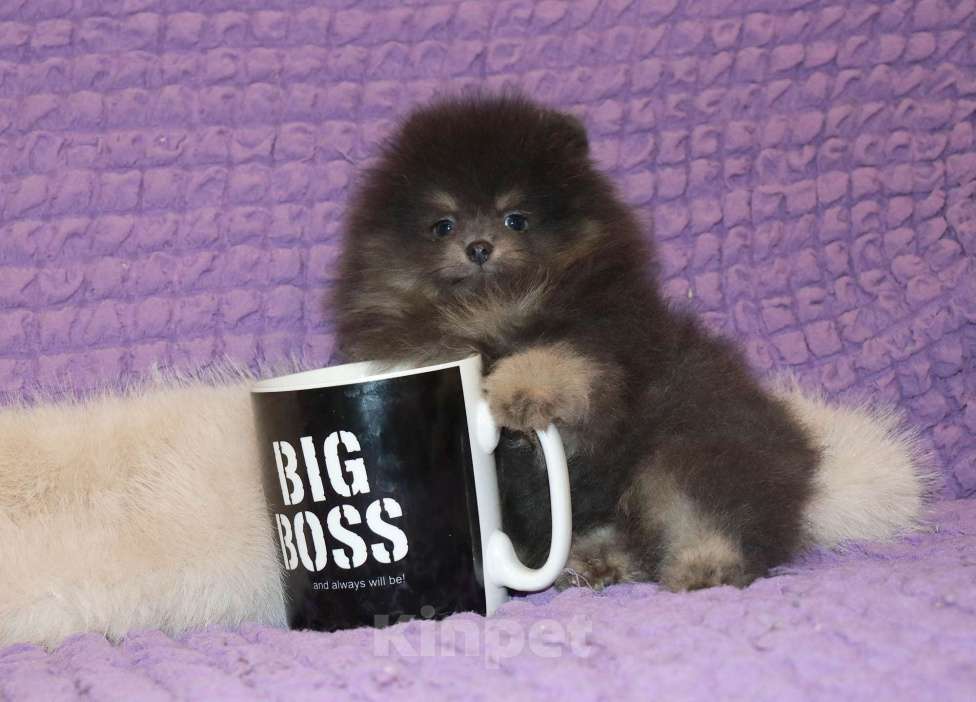 Собаки в Москве: Голубой щенок шпица Мальчик, 65 000 руб. - фото 2