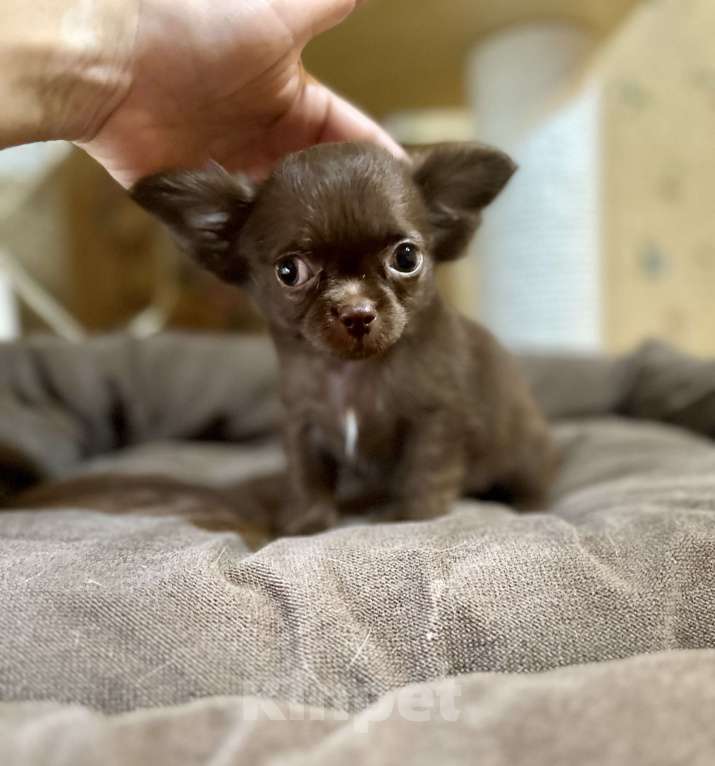 Собаки в Ростове-на-Дону: Мальчики чихуахуа Мальчик, 30 000 руб. - фото 1