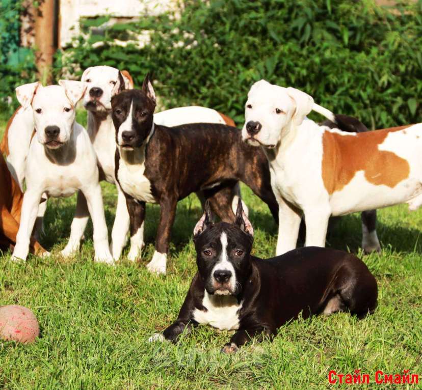 Собаки в Сергиеве Посаде: Щенки американского стаффордширтерьера Мальчик, 60 000 руб. - фото 4