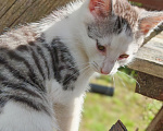 Кошки в Лобне: Котёнок в добрые руки Мальчик, Бесплатно - фото 5