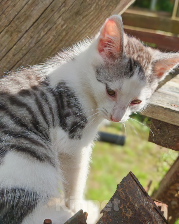 Кошки в Лобне: Котёнок в добрые руки Мальчик, Бесплатно - фото 5