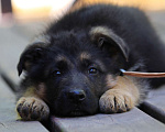 Собаки в Подольске: щенки немецкой овчарки Мальчик, Бесплатно - фото 1