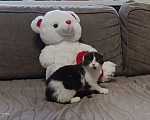 Кошки в Буденновске: Шотландский вислоухий котёнок Девочка, 10 руб. - фото 1