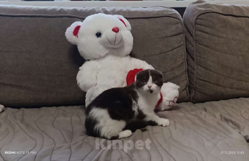 Кошки в Буденновске: Шотландский вислоухий котёнок Девочка, 10 руб. - фото 1