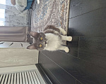 Кошки в Уфе: Котёночек симка Девочка, Бесплатно - фото 2