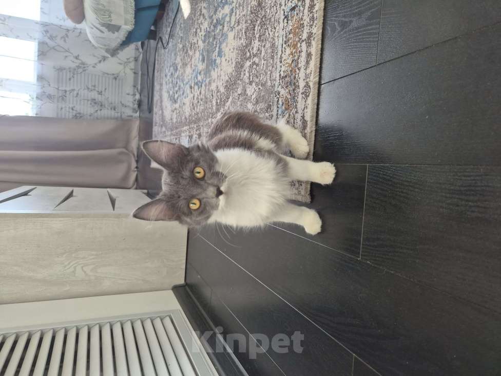 Кошки в Уфе: Котёночек симка Девочка, Бесплатно - фото 2