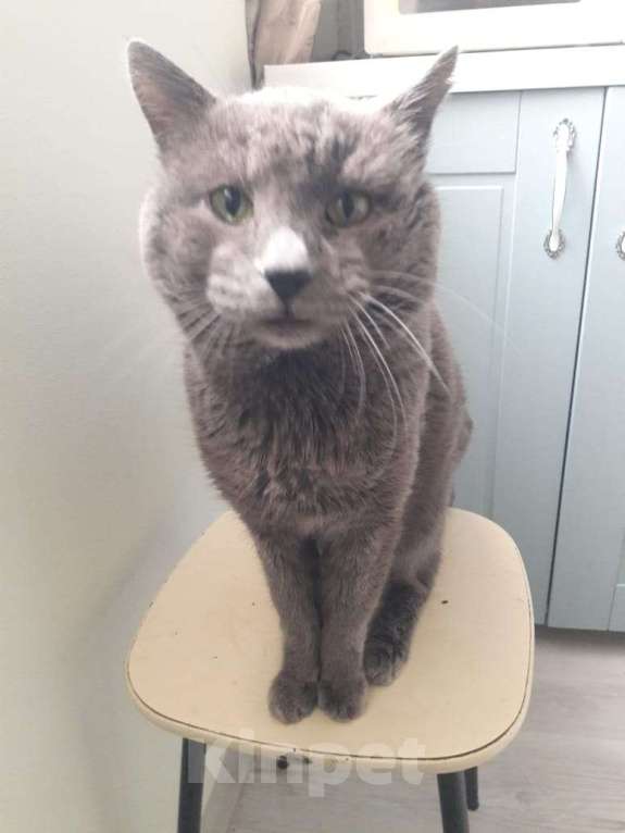 Кошки в других городах Самарской области: Отдам кота в добрые руки даром Мальчик, Бесплатно - фото 3
