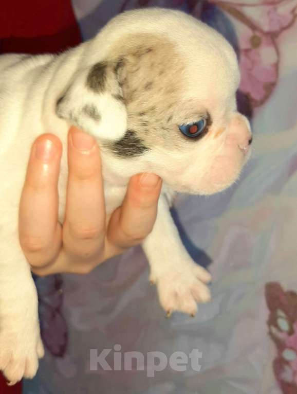 Собаки в Волгограде: Французский бульдог-щенки Мальчик, 20 000 руб. - фото 3