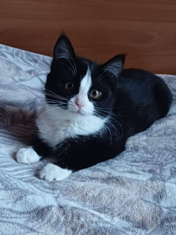 Кошки в Санкт-Петербурге: Котенок, девочка, ручная 3,5 мес Девочка, Бесплатно - фото 1