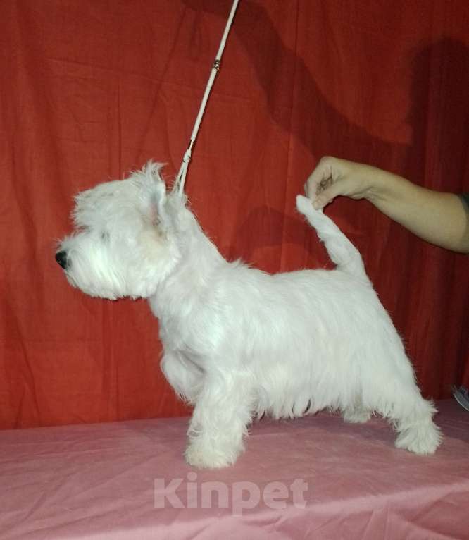 Собаки в Самаре: Девочка - очаровашечка Девочка, 65 000 руб. - фото 2