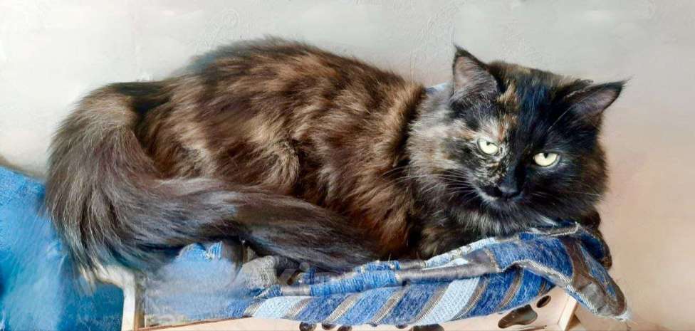 Кошки в Балашихе: Красивая кошка в дар Девочка, Бесплатно - фото 2