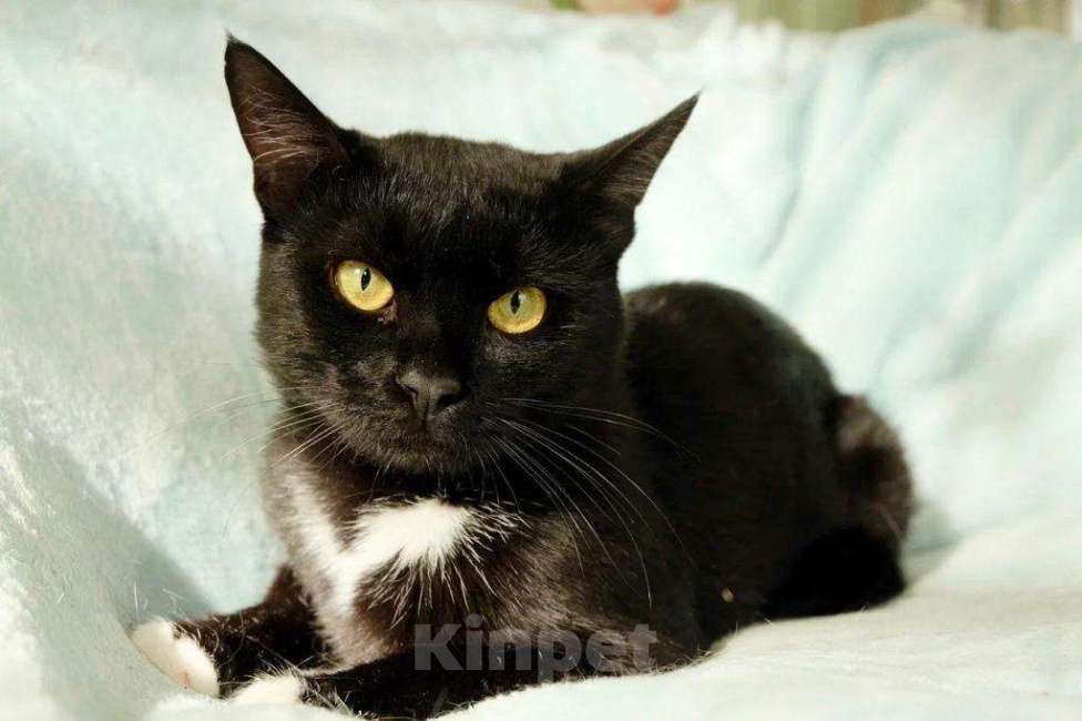 Кошки в Москве: Котик Мурлыка – очарование классики в добрые руки Мальчик, Бесплатно - фото 1