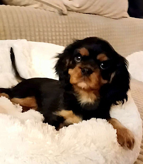 Девочка Кавалер Кинг Чарльз спаниель