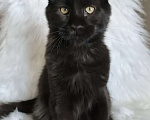 Кошки в Санкт-Петербурге: Черный магический мейн-кун Мальчик, 120 000 руб. - фото 7