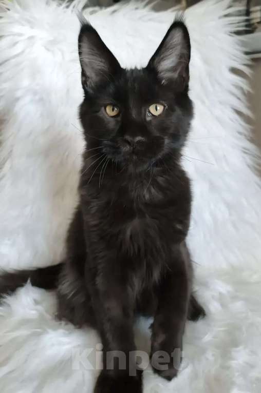 Кошки в Санкт-Петербурге: Черный магический мейн-кун Мальчик, 120 000 руб. - фото 7