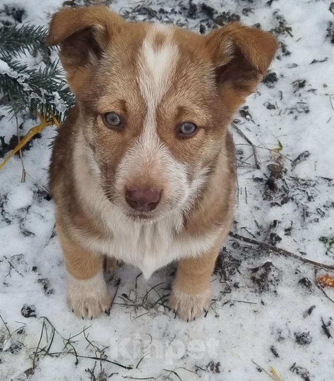Собаки в других городах Тульской области: Отдам щенят-найдёнышей в добрые руки Мальчик, Бесплатно - фото 4