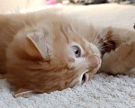 Кошки в Королеве: Котенок в добрые руки Мальчик, Бесплатно - фото 1