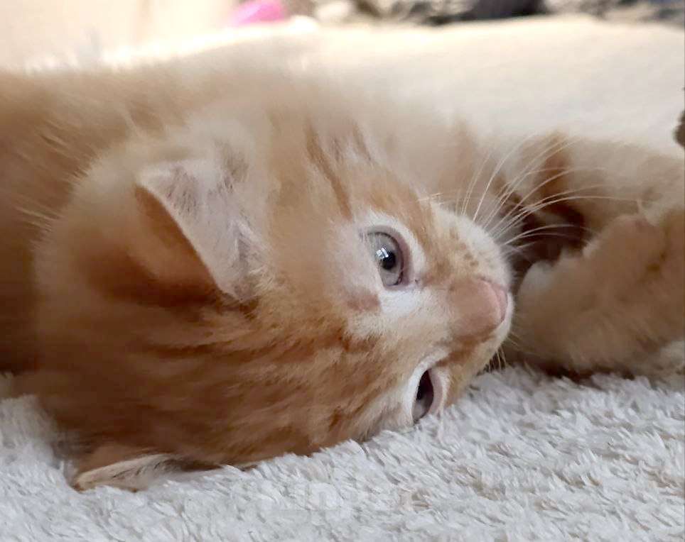 Кошки в Королеве: Котенок в добрые руки Мальчик, Бесплатно - фото 1