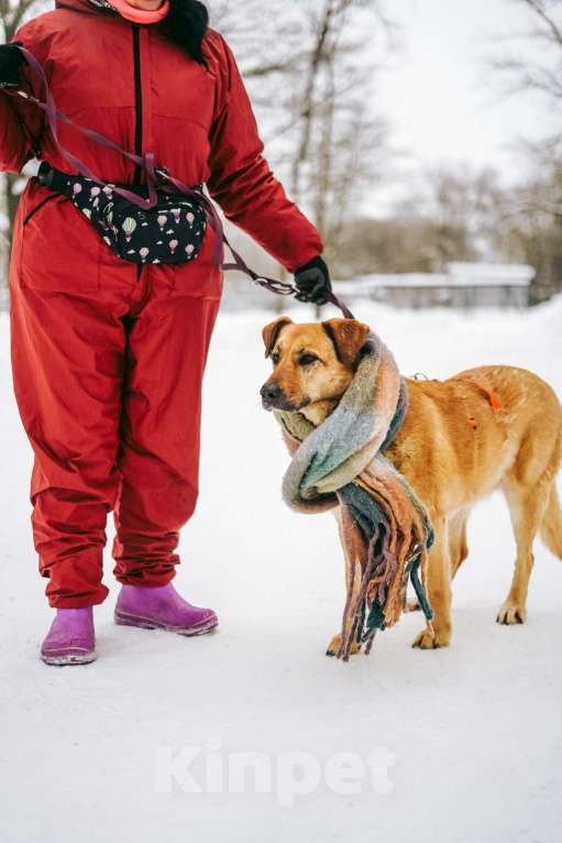 Собаки в Москве: Лесси ищет дом Девочка, Бесплатно - фото 5
