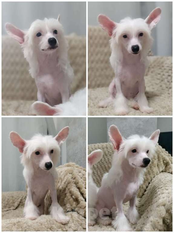 Собаки в Санкт-Петербурге: Девочки китайской хохлатой собаки Девочка, Бесплатно - фото 4