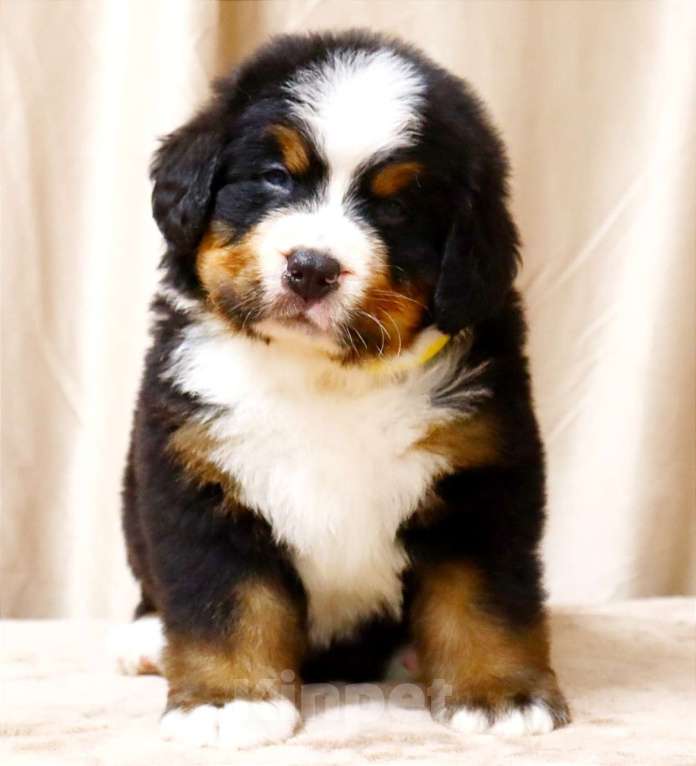 Собаки в Москве: Щенки Бернского Зенненхунда Мальчик, Бесплатно - фото 4