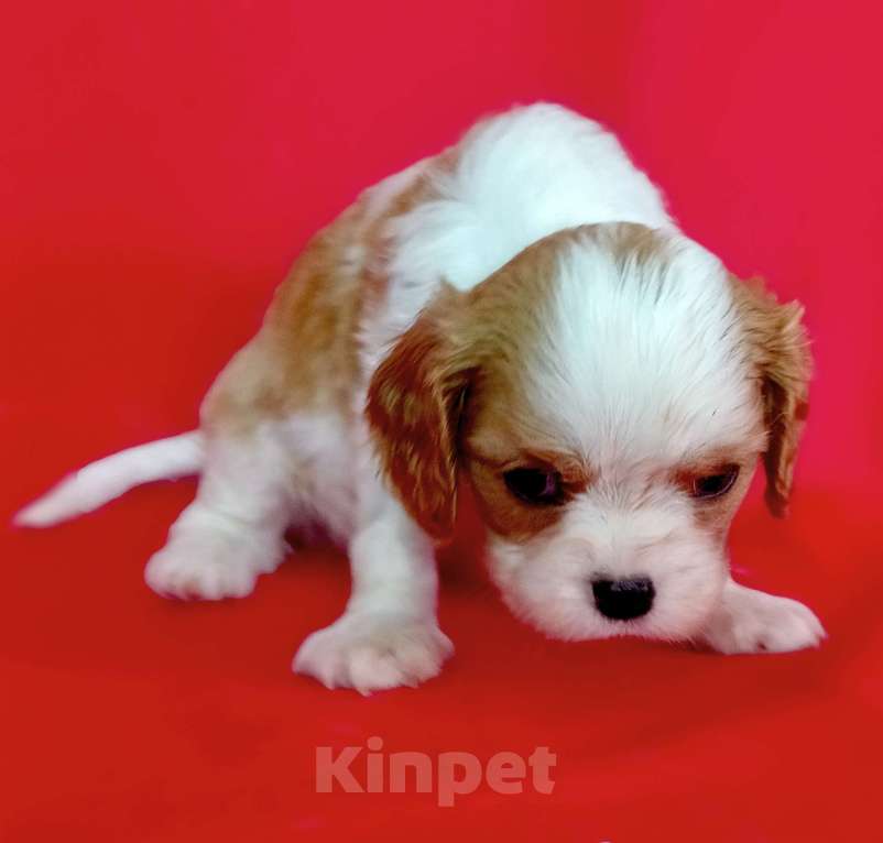 Собаки в Москве: Девочка Кавалер Кинг Чарльз Спаниель Девочка, 120 000 руб. - фото 4