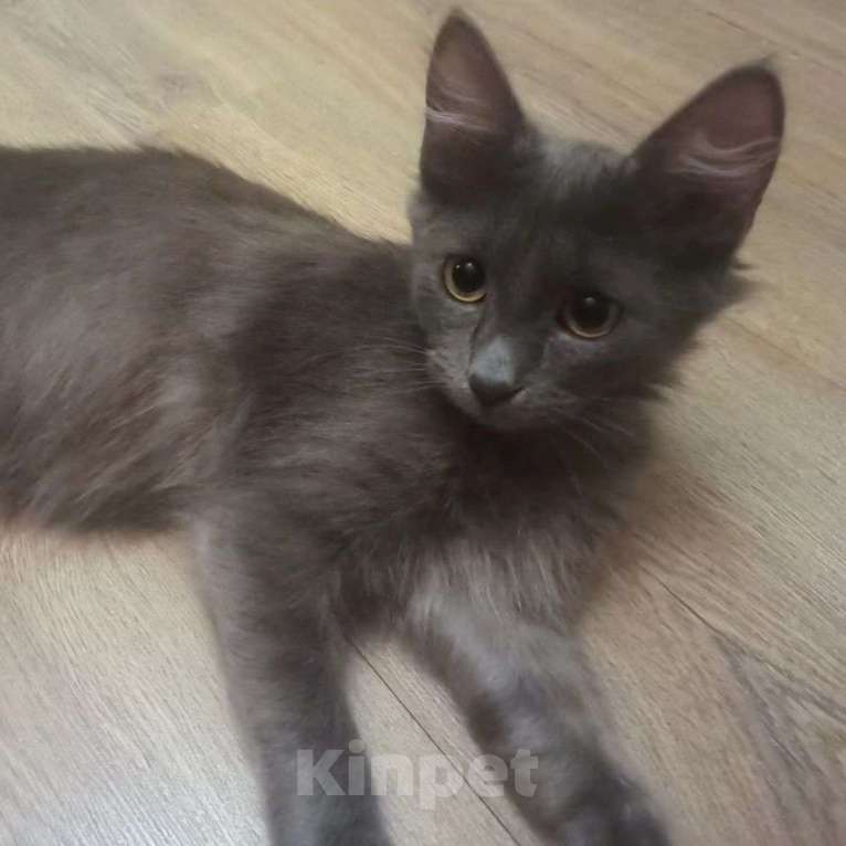 Кошки в Москве: Есть ли шансы найти дом у особенного котенка? Мальчик, Бесплатно - фото 4