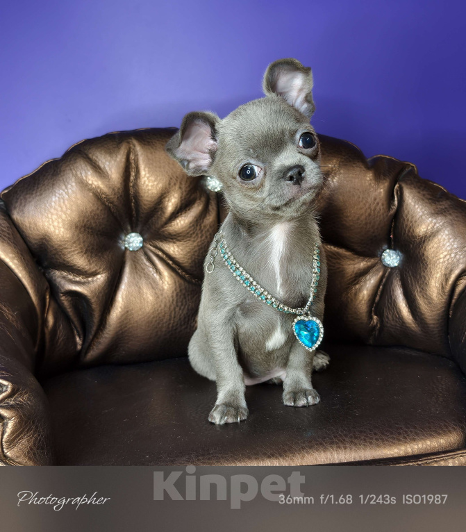 Собаки в Москве: Голубого окраса чудо мальчик чихуахуа  Мальчик, Бесплатно - фото 5