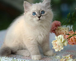 Кошки в Санкт-Петербурге: невские маскарадные котята девочки Девочка, Бесплатно - фото 1