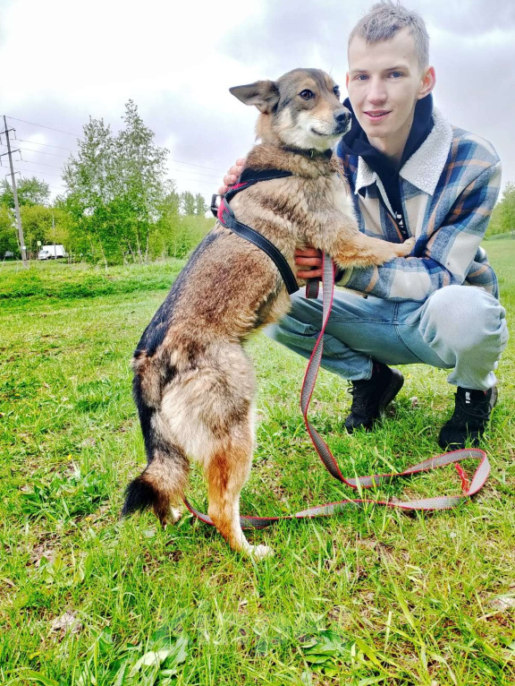 Собаки в Москве: Лучистая Марли в Добрые руки! Девочка, Бесплатно - фото 2