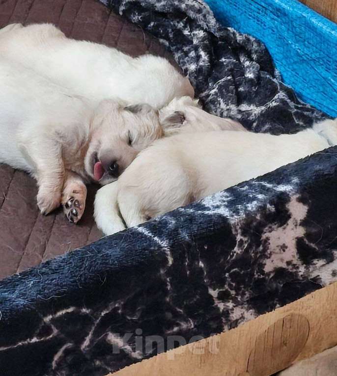 Собаки в Москве: Щенки белой швейцарской овчарки Разнополые, 95 000 руб. - фото 9