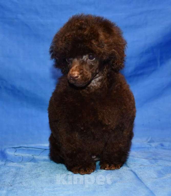 Собаки в Москве: той пудель щенки от 2х чемпионов Мальчик, 200 000 руб. - фото 3