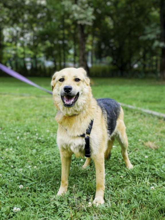 Собаки в Москве: Ищет дом неженка Плюша Девочка, Бесплатно - фото 5