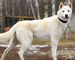 Собаки в Москве: Вайт: северный ветер в поисках дома и любви. Мальчик, Бесплатно - фото 4