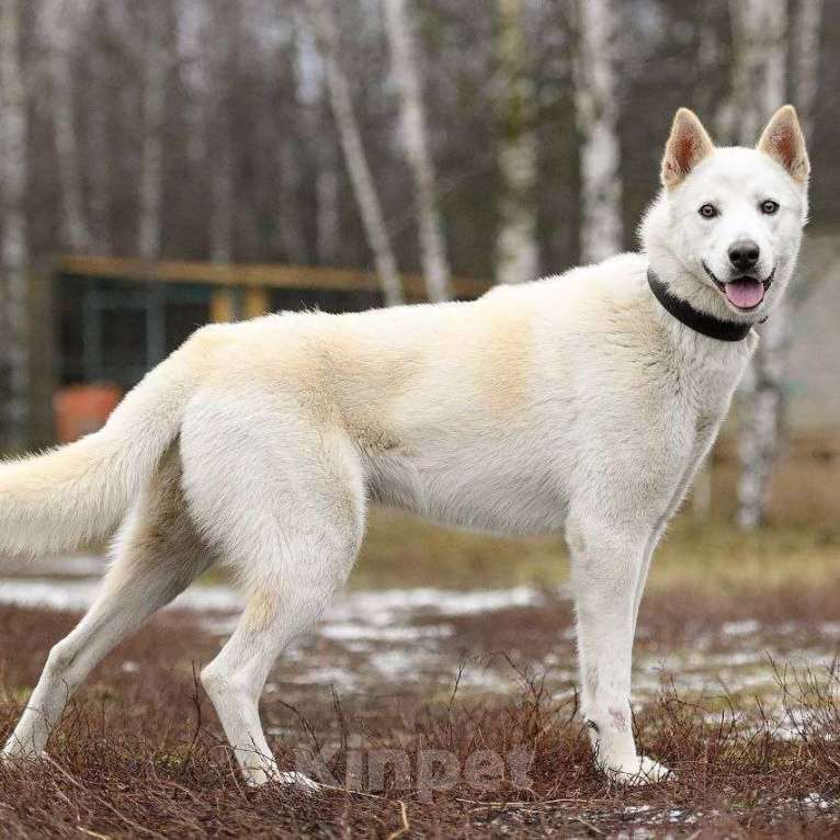Собаки в Москве: Вайт: северный ветер в поисках дома и любви. Мальчик, Бесплатно - фото 4