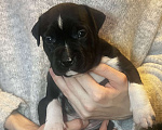 Собаки в Москве: Щенок американского стаффордширского терьера! ???? Мальчик, 75 000 руб. - фото 4