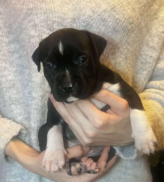 Собаки в Москве: Щенок американского стаффордширского терьера! ???? Мальчик, 75 000 руб. - фото 4