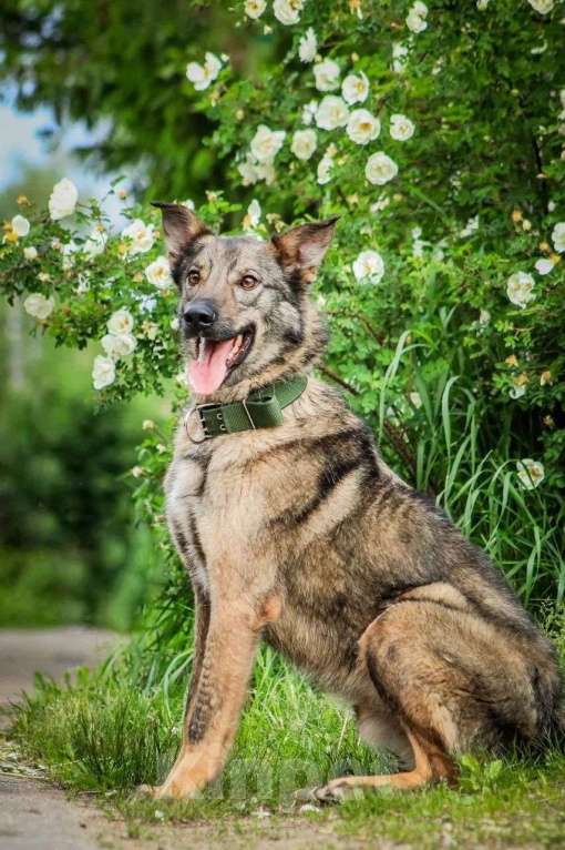 Собаки в Москве: Молодой пес Спарки ищет семью. Мальчик, Бесплатно - фото 7