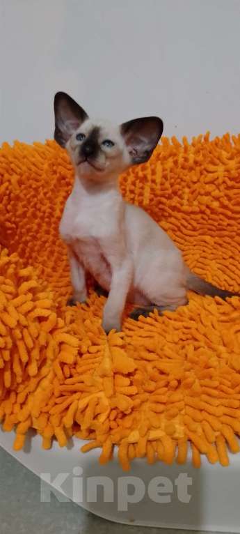 Кошки в Екатеринбурге: Ориентальный котёнок Мальчик, 60 000 руб. - фото 4