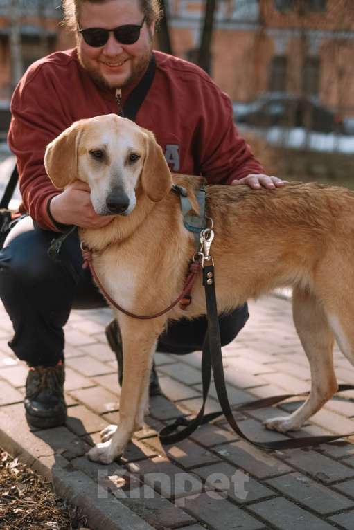 Собаки в Санкт-Петербурге: Рикки, гончая из приюта в добрые руки Девочка, Бесплатно - фото 8