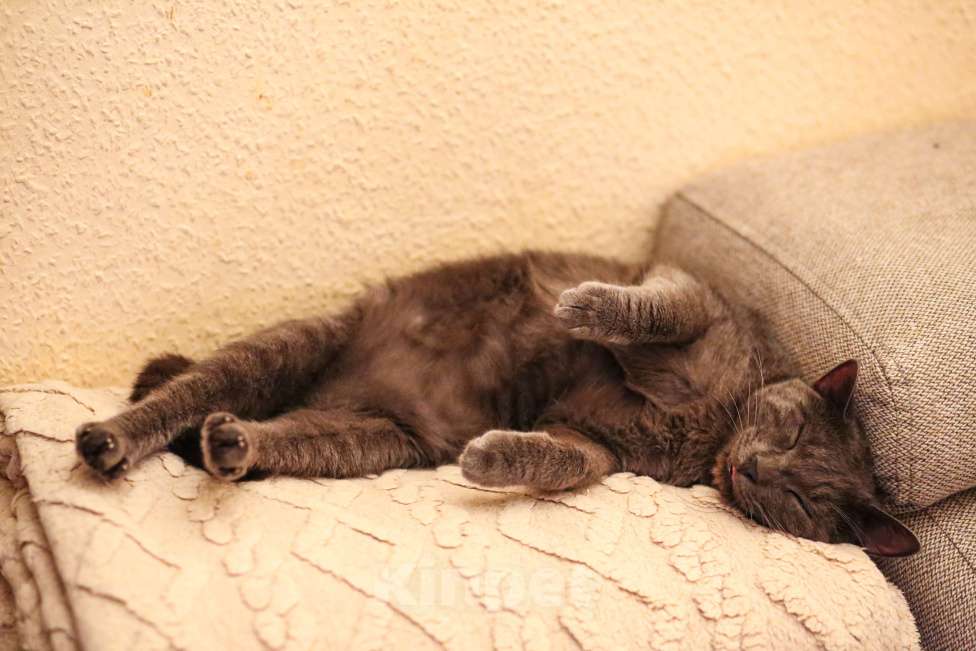 Кошки в Москве: Взрослый серый плюшевый кот в дар Мальчик, Бесплатно - фото 6